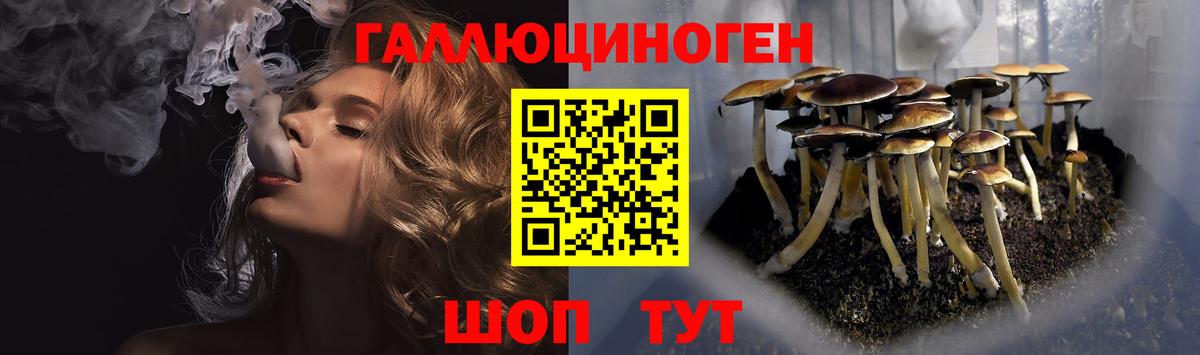 Галлюциногенные грибы Psilocybine cubensis Шелехов